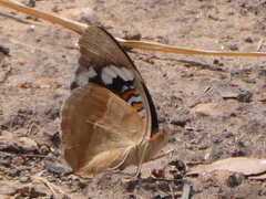 Junonia oenone oenone
