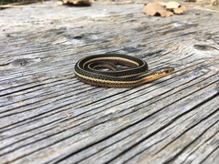 Thamnophis butleri