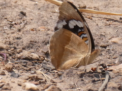 Junonia oenone oenone