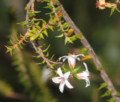 Epacris pulchella