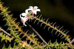 Epacris pulchella