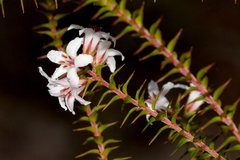Epacris pulchella