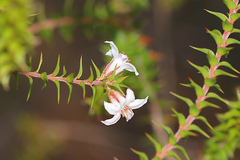 Epacris pulchella