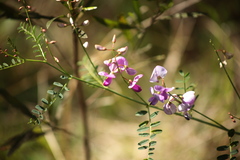 Indigofera australis