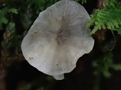 Gerronema microcarpum