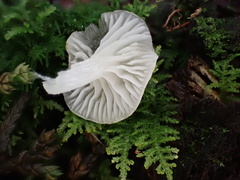 Gerronema microcarpum