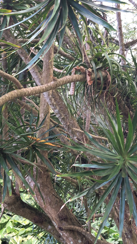 Dracaena angustifolia observed 2022-12-28