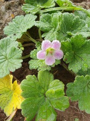 Geranium traversii
