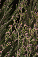 Erica australis
