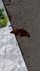 Dione vanillae