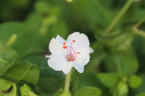 Mirabilis jalapa