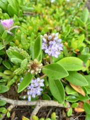 Veronica elliptica