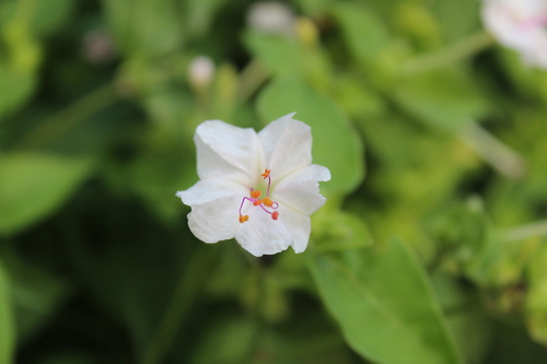 Mirabilis jalapa