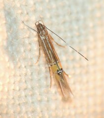 Cosmopterix