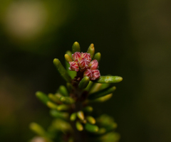 Erica australis