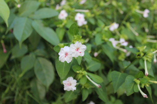 Mirabilis jalapa
