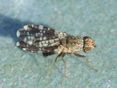 Trixoscelis