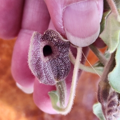 Aristolochia peninsularis