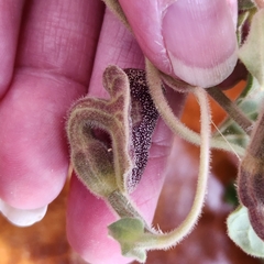 Aristolochia peninsularis