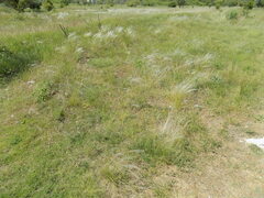 Stipa