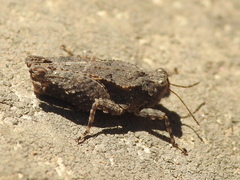 Paratettix mexicanus