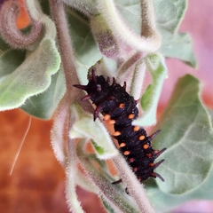 Aristolochia peninsularis