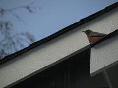 Turdus migratorius