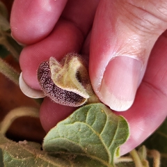 Aristolochia peninsularis