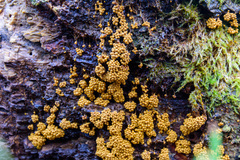 Oligonema verrucosum