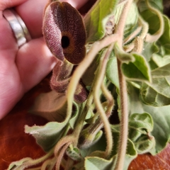 Aristolochia peninsularis