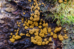 Oligonema verrucosum