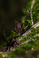 Erica australis