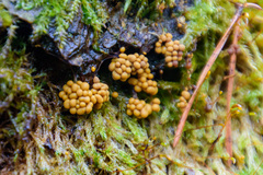 Oligonema verrucosum