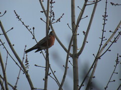 Turdus migratorius