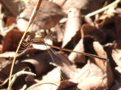 Lestes alacer