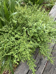 Haloragis erecta erecta