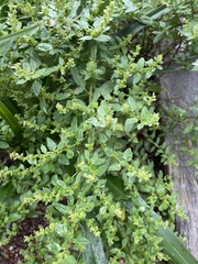 Haloragis erecta erecta