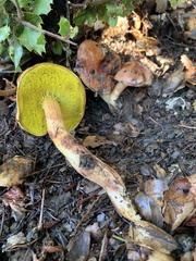 Aureoboletus flaviporus