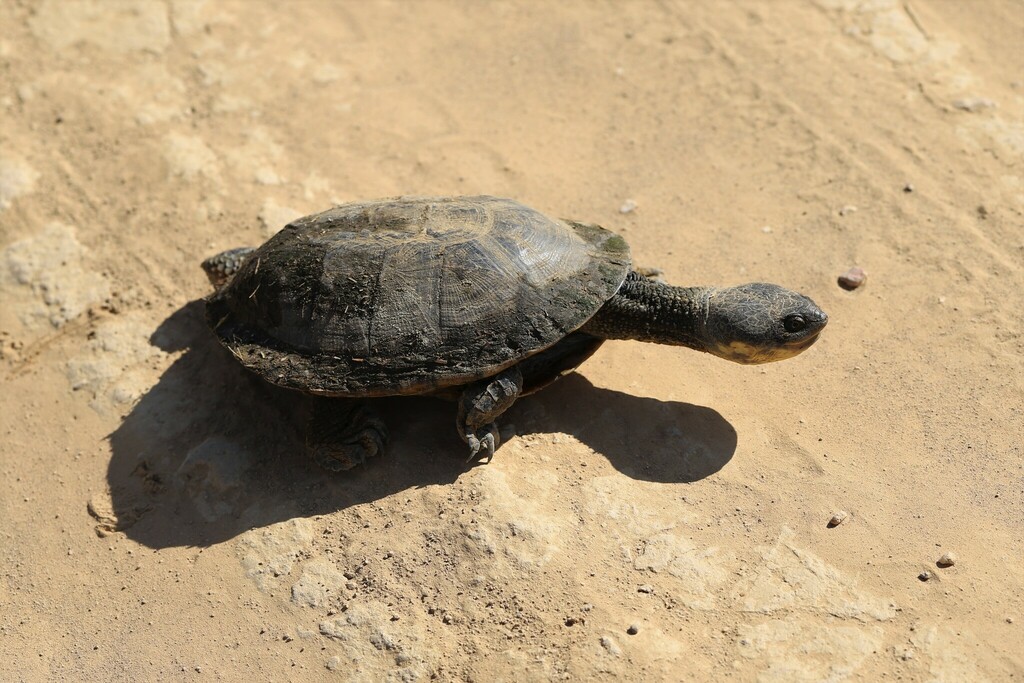 Acanthochelys macrocephala