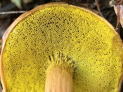 Aureoboletus flaviporus