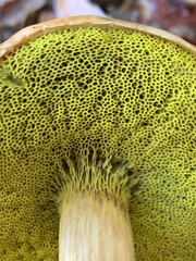 Aureoboletus flaviporus