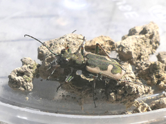 Neocicindela latecincta