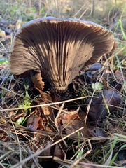 Gomphidius oregonensis