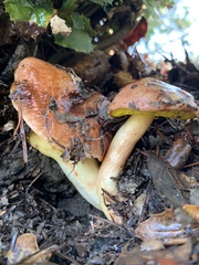 Aureoboletus flaviporus