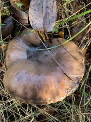 Gomphidius oregonensis