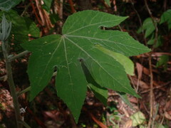 Hibiscus splendens