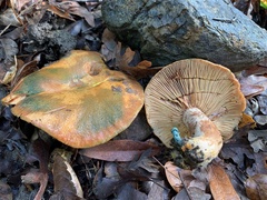 Lactarius rubrilacteus