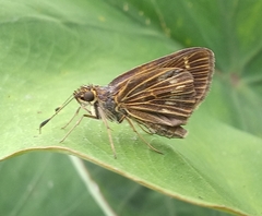 Vehilius stictomenes