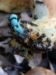 Lactarius rubrilacteus