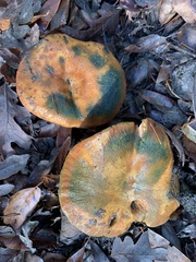 Lactarius rubrilacteus